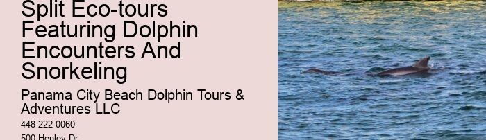 Dolphin Sightseeing Cruises in PCB