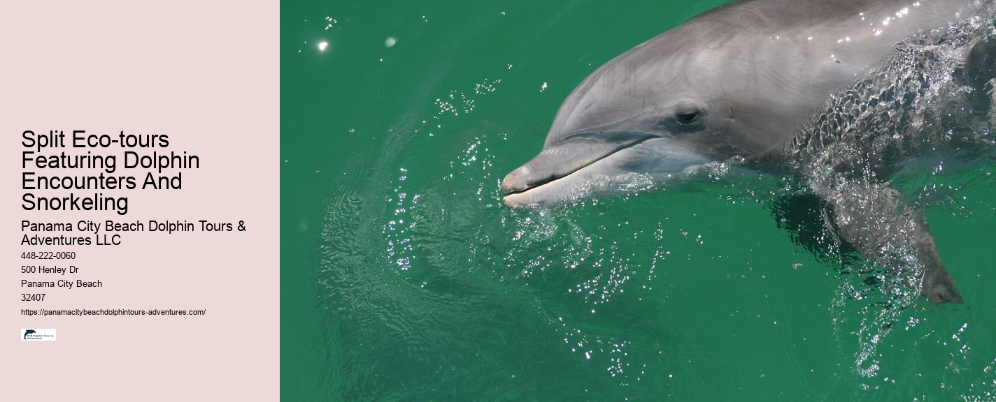 Are Dolphins At Panama City Beach