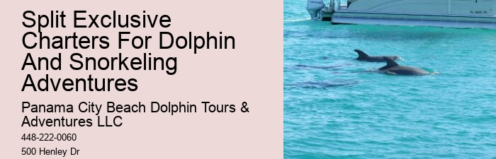 PCB Dolphin Exploration Voyages