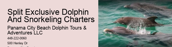 Intimate Dolphin Exploration and Snorkeling