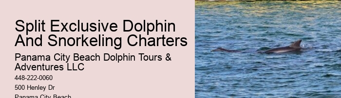 Panama City Beach dolphin exploration trips