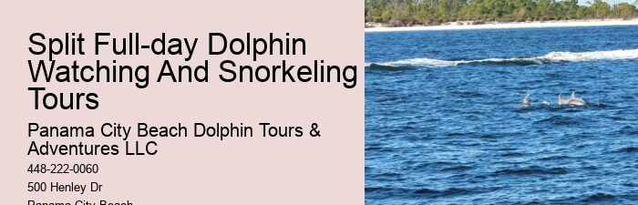 Guided dolphin tours in Panama City Beach