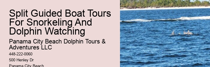 Custom Dolphin Encounter and Snorkeling