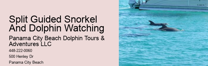 Tips And Advice For Swimming With Dolphins
