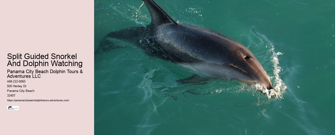 Custom Dolphin Swim and Snorkeling Trips