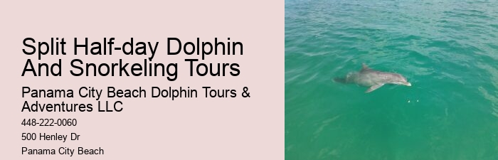 Dolphin Exploration Tours PCB