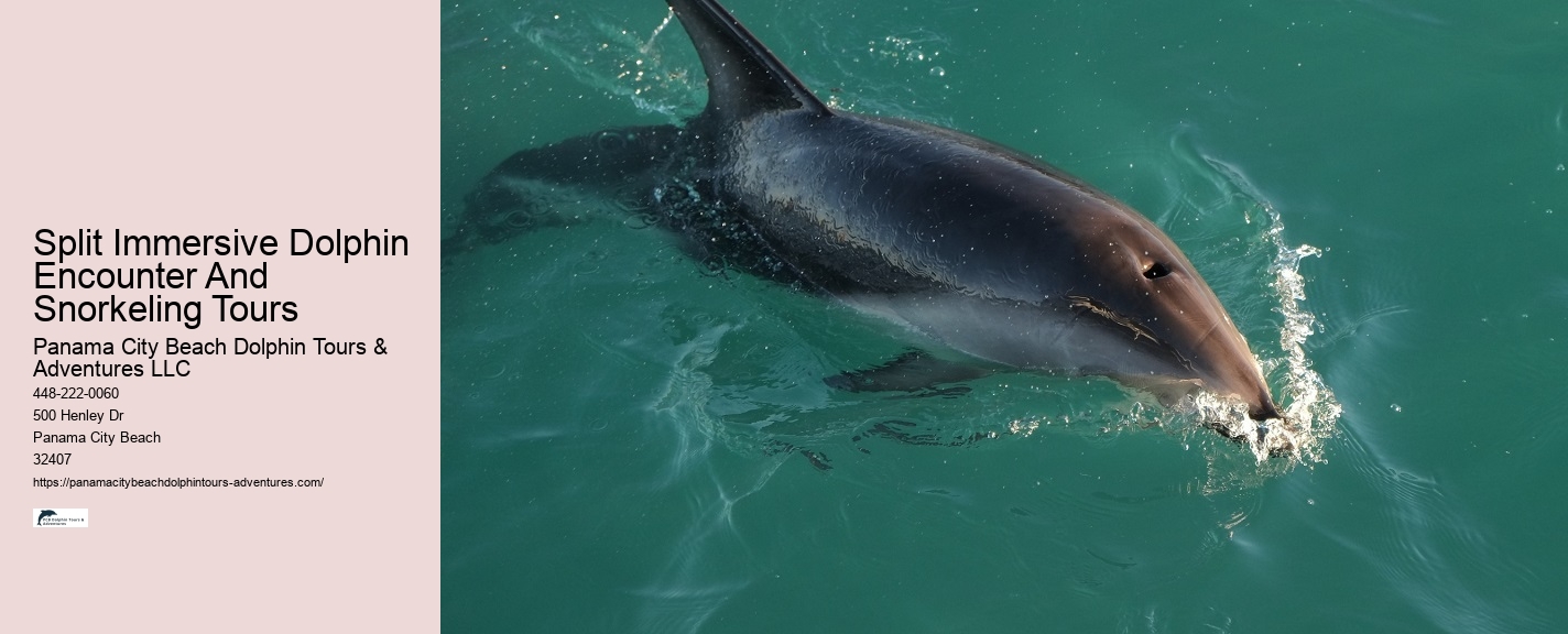 What Should You Not Do While Swimming With Dolphins