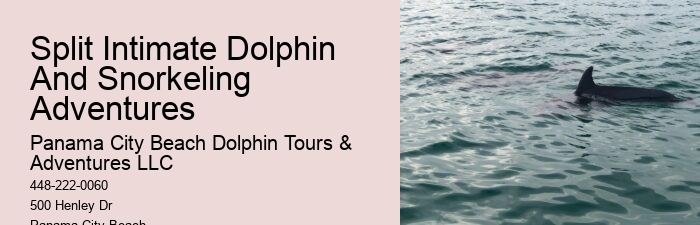 Panama City Beach Swim With Dolphins