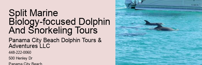 18 Best Places To Swim With Dolphins