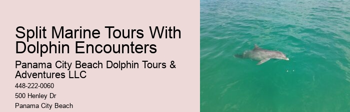 Swimming With Dolphins