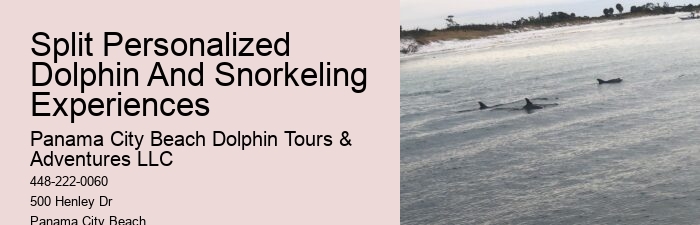 Private Dolphin And Snorkeling Tours
