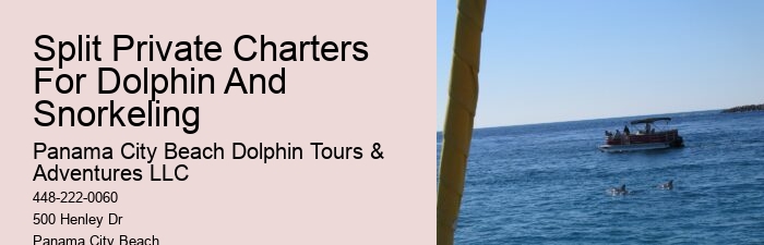 Dolphin Tours Panama City Beach Fl