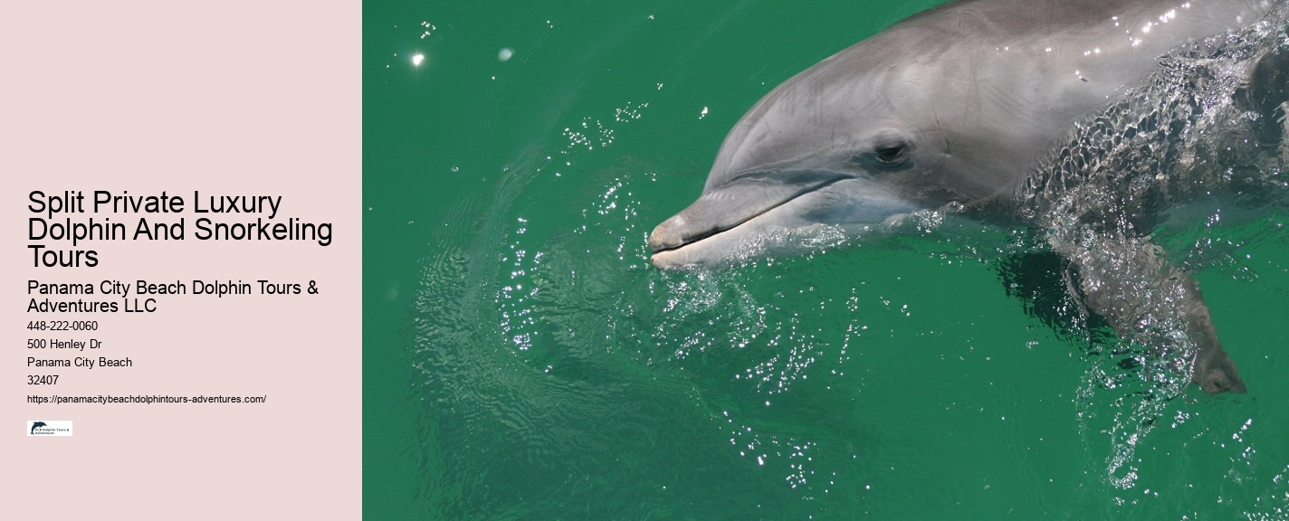 Do Dolphins Like To Be Petted