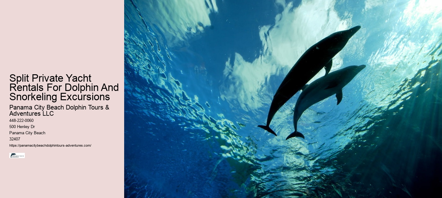 Split Expert-led Dolphin And Snorkeling Tours