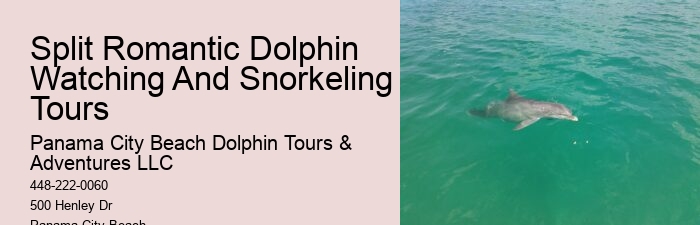Dolphin exploration experiences in Panama City Beach