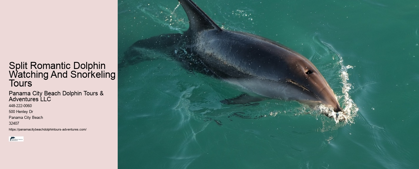 Dolphin Tours Queenstown