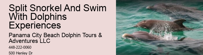 Custom Dolphin Encounter and Snorkeling Adventures