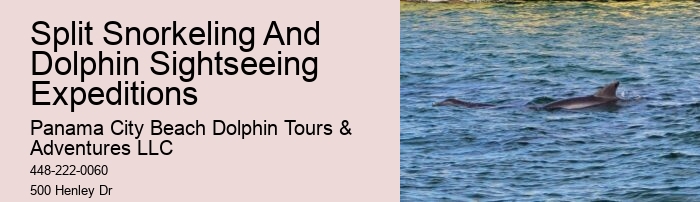 What Does A Dolphin Do Every Two Hours