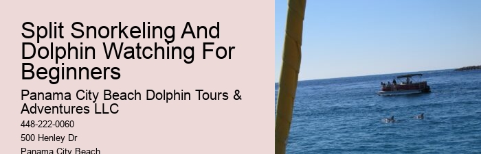 Dolphin Watching Excursions in PCB