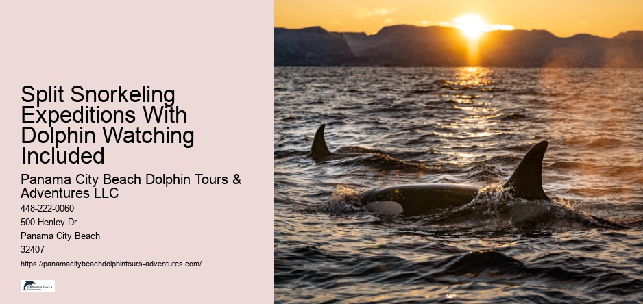 Split Snorkeling Expeditions With Dolphin Watching Included