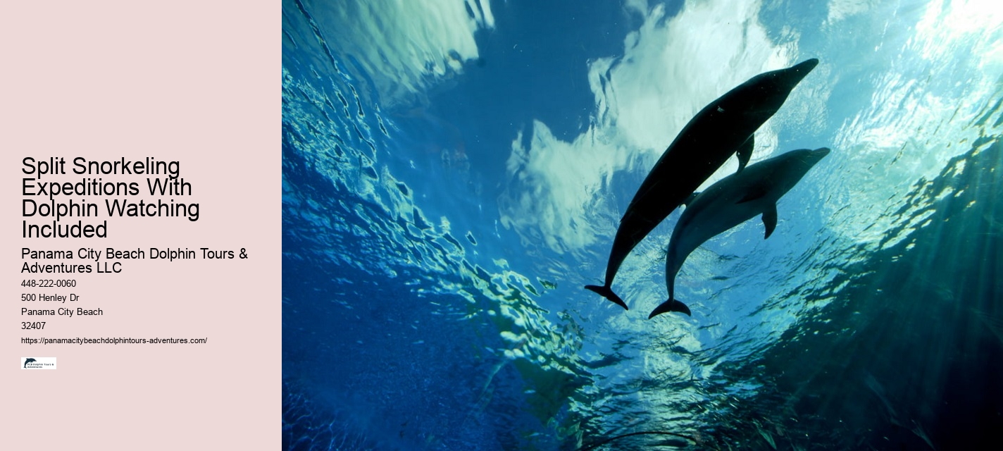 How much does a dolphin tour in Panama City Beach cost