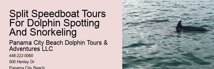 Come Swim With The Dolphins