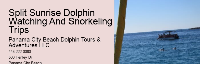 Eco Dolphin Tours
