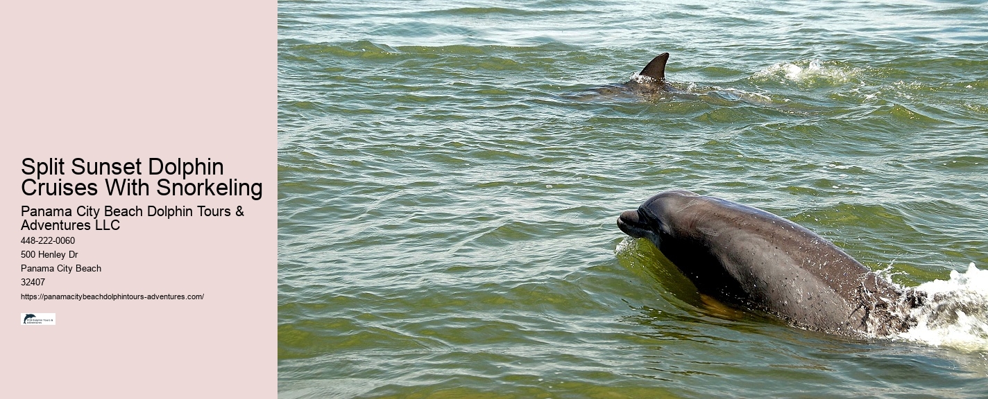 PCB Dolphin Watching Experiences