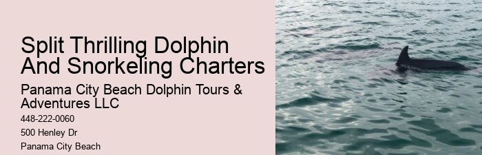 Do Dolphins Swim Close To Cruise Ships