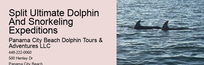 Elite Dolphin Watching with Snorkeling