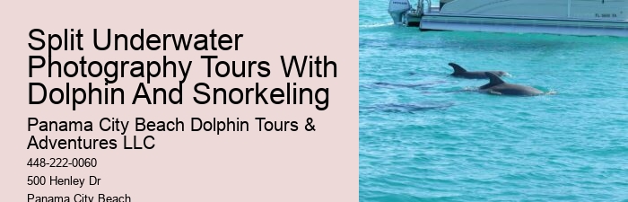 Dolphin Tours Near Me