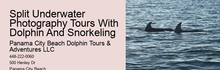 Wild Dolphin Tours Reviews