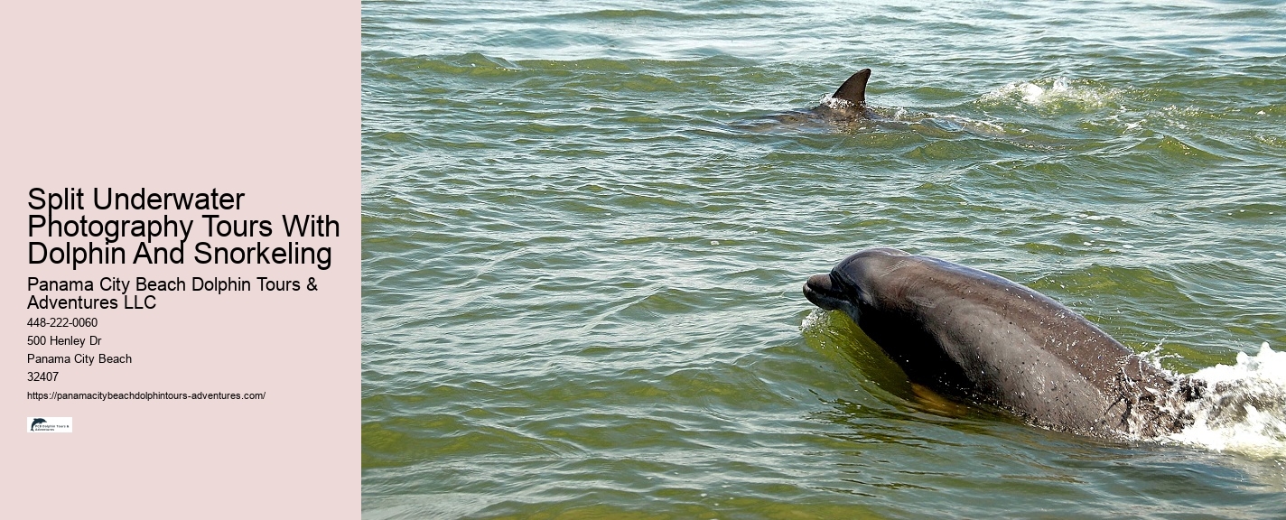 Split Marine Conservation-focused Dolphin And Snorkeling Trips