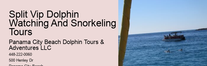 Dolphin spotting tours in Panama City Beach