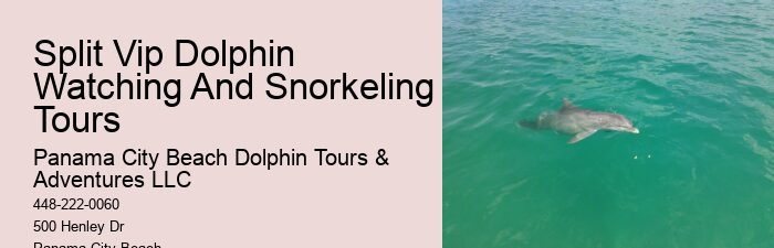 Custom Dolphin Spotting and Snorkeling