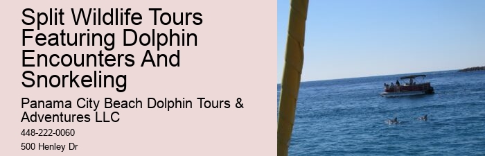 Do You Know Why Dolphins Swim Beside Ships