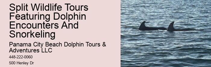 Panama City Dolphin Tours And More