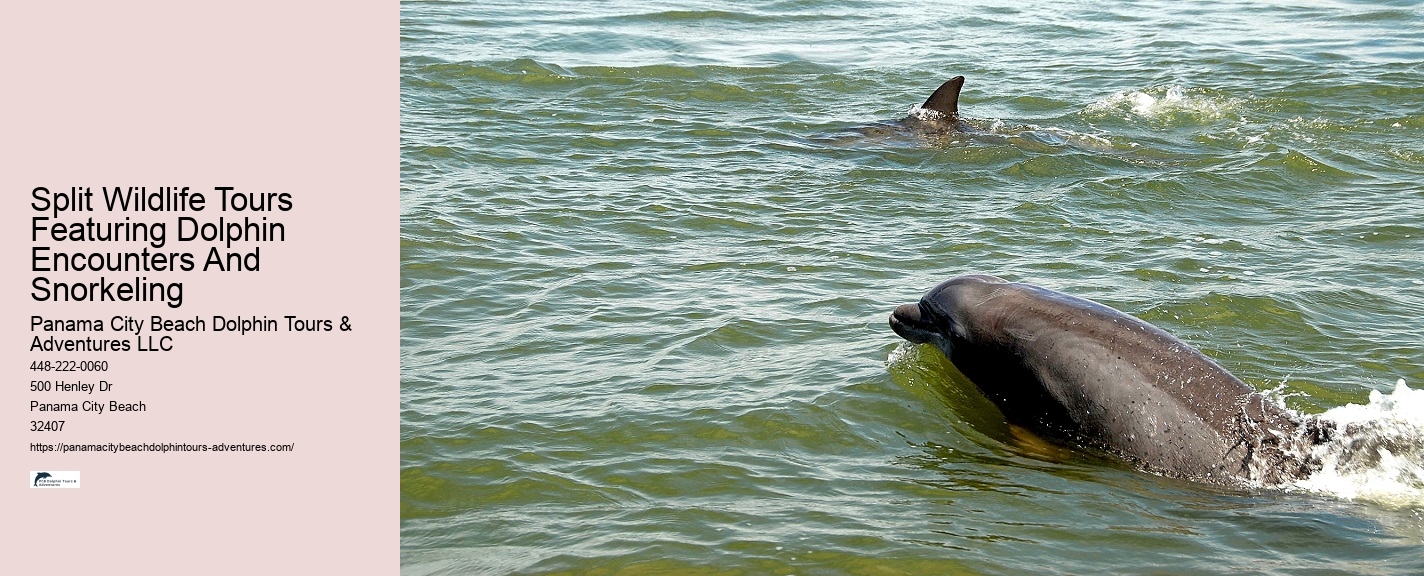 Can I Swim With Dolphins If I Can't Swim