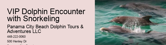Split Snorkel And Swim With Dolphins Experiences