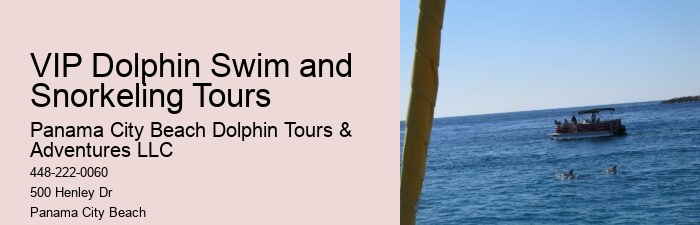 A Dolphin Swimming